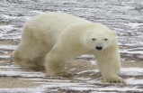 Polar Bears Of Churchill  